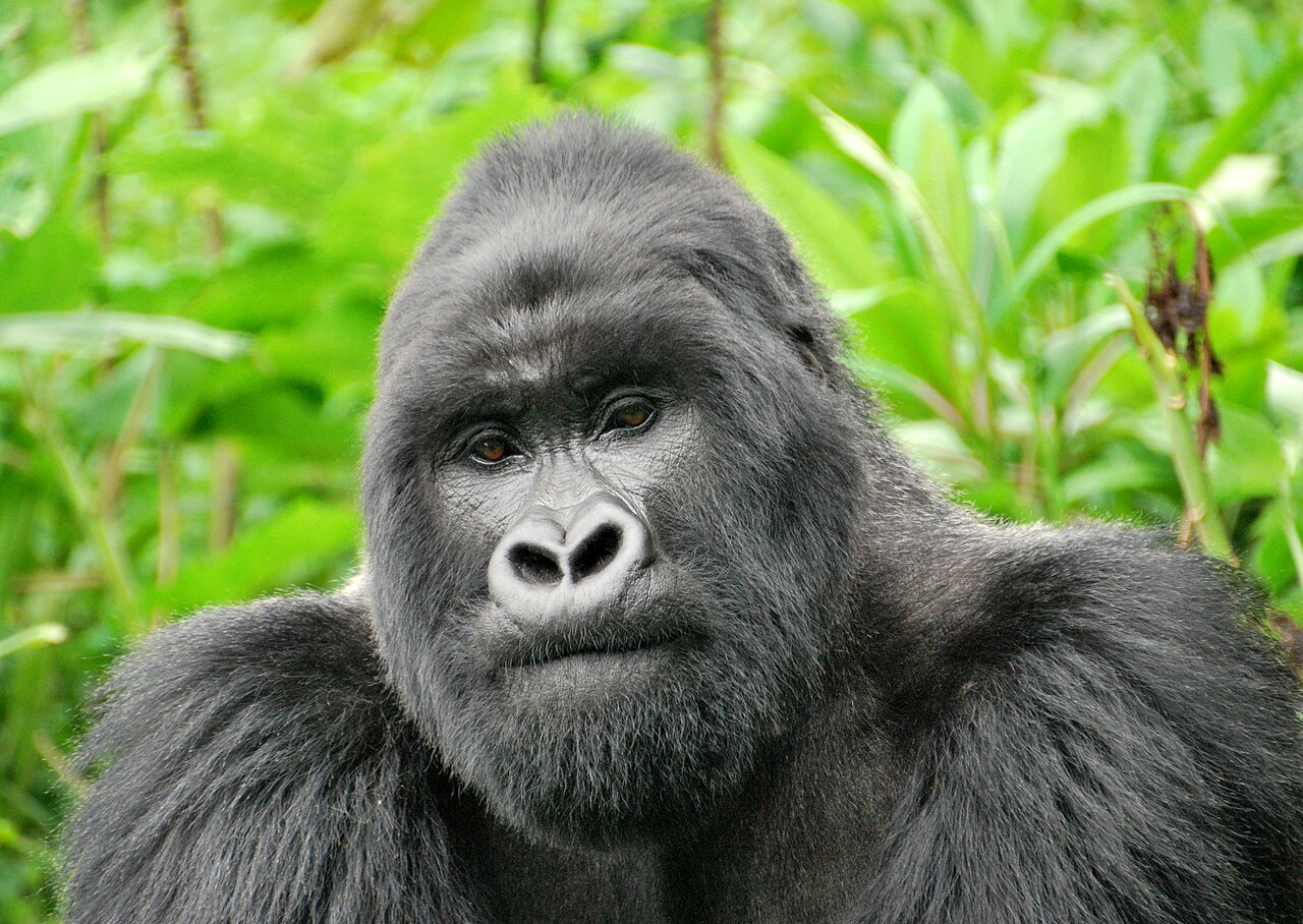 Adult male silverback mountain gorilla sitting among green leaves, looking towards the camera